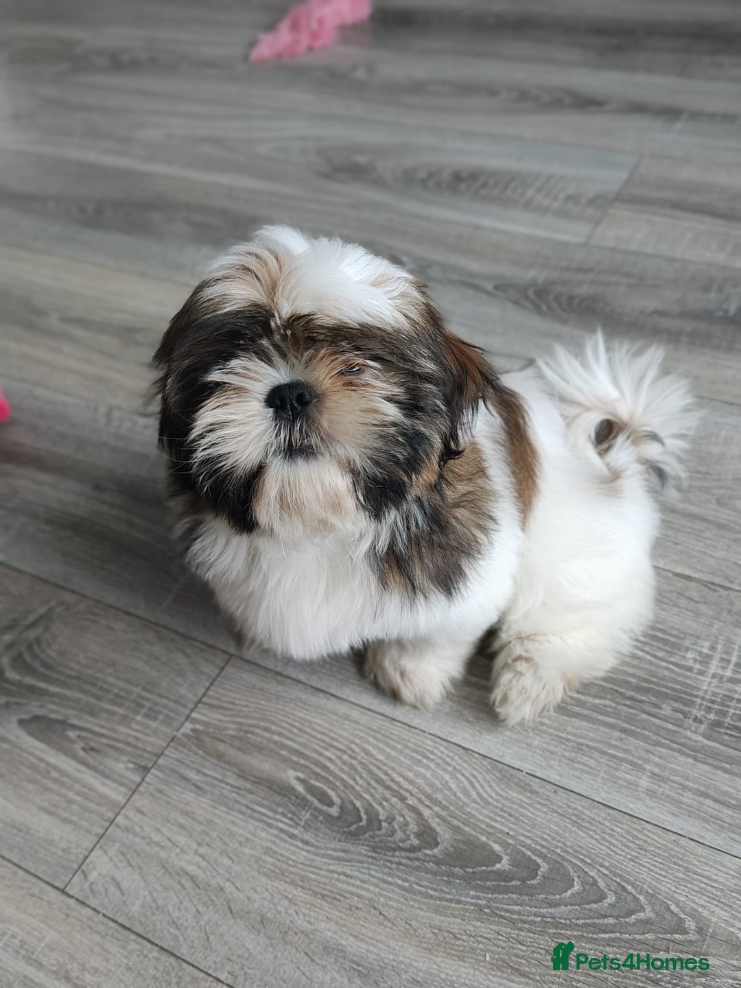 Shih Tzu dogs for sale: 🐶Shih tzu puppies for sale 🐶 1 girl💚 left - Image 2