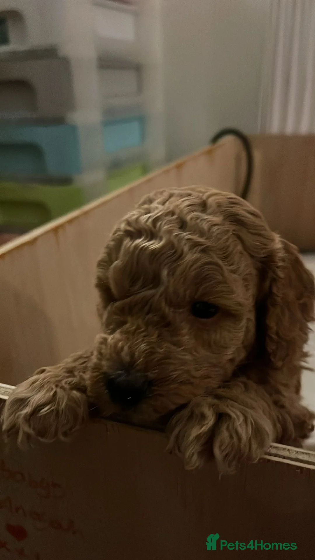 Toy Poodle dogs for sale: Toy poodles - Advert 9