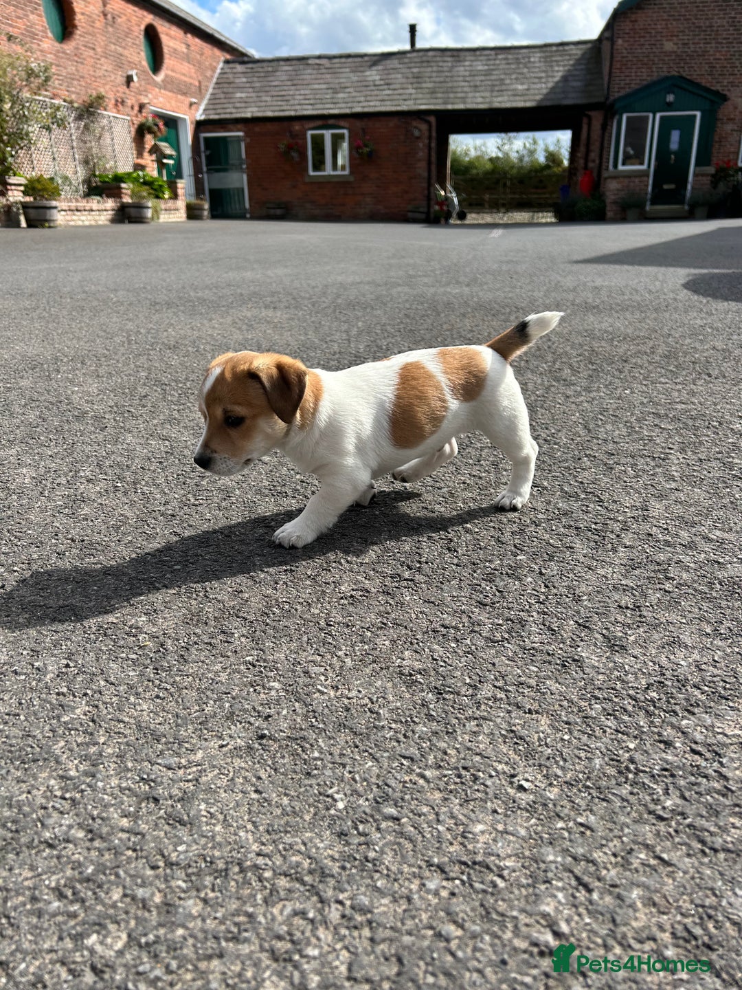 Jack Russell dogs for sale: Jack Russell pups for sale - Image 3