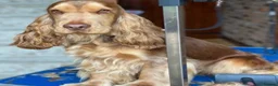 Cocker Spaniel dogs for sale: Show type KC registered cocker spaniels  - Advert 13