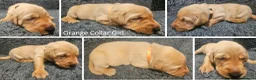 Labrador Retriever dogs for sale: Red Fox Labs : Health Checked-KC Reg,FTCH Pedigree - Advert 5