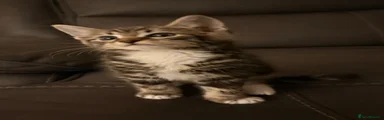 Domestic Shorthair 4