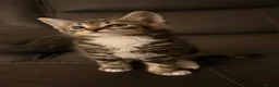 Domestic Shorthair cats for sale: 4 kittens in Telford - Advert 6