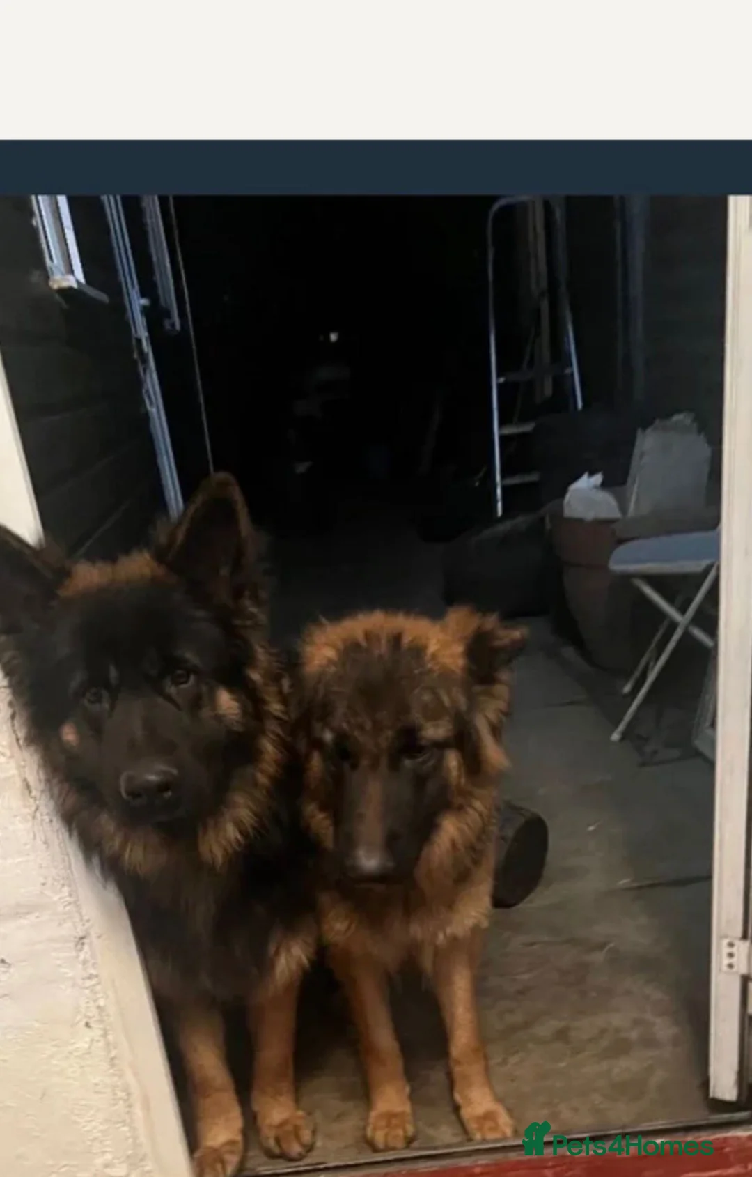 German Shepherd dogs for sale: Male German shepherd puppy for sale  - Advert 4