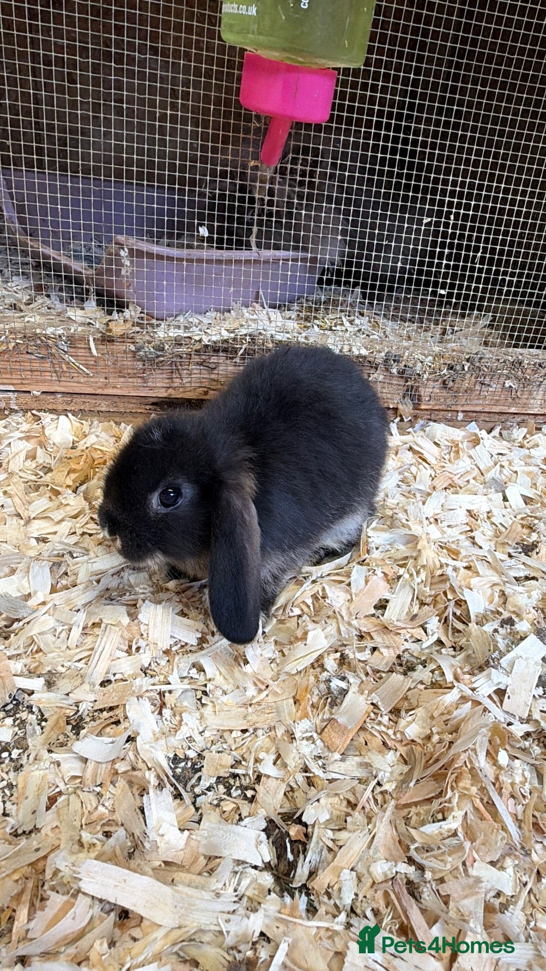 Mini Lop rabbits Mini lops  - Advert 1