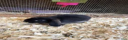 Mini Lop rabbits for sale: Mini lops  - Advert 1