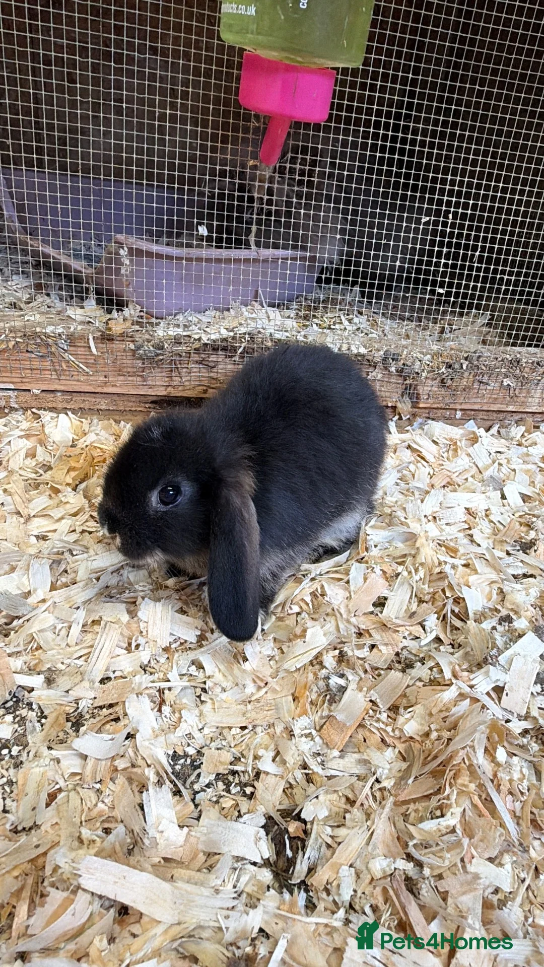 Mini Lop rabbits for sale: Mini lops  - Advert 1
