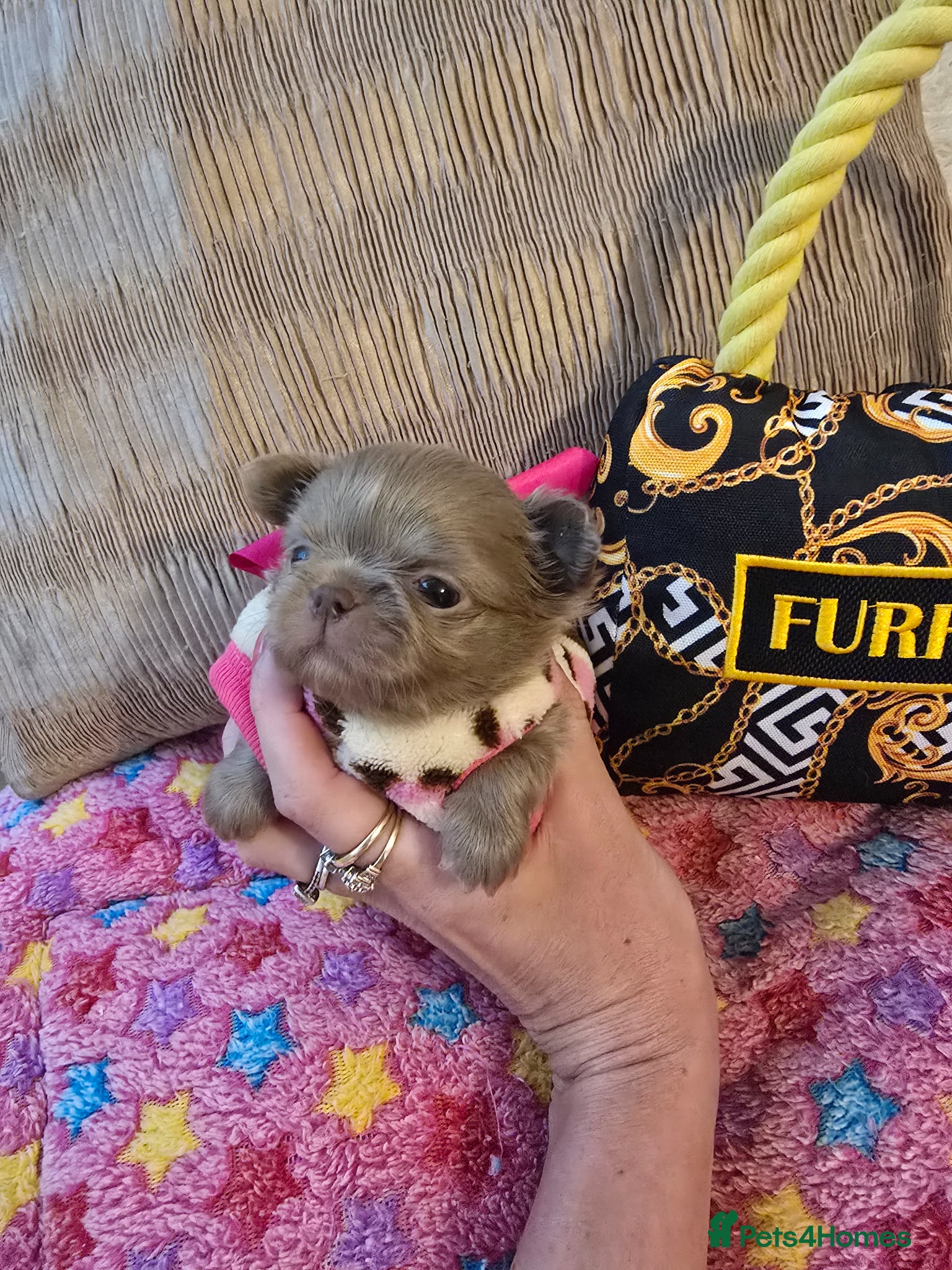 Chihuahua dogs for sale: Xx stunning kc chihuahua longcoat puppies Xx - Advert 23