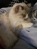 Ragdoll cats - Advert 14