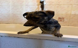 Mixed Breed dogs for adoption: Minnie - Hingham Norfolk  - Advert 7