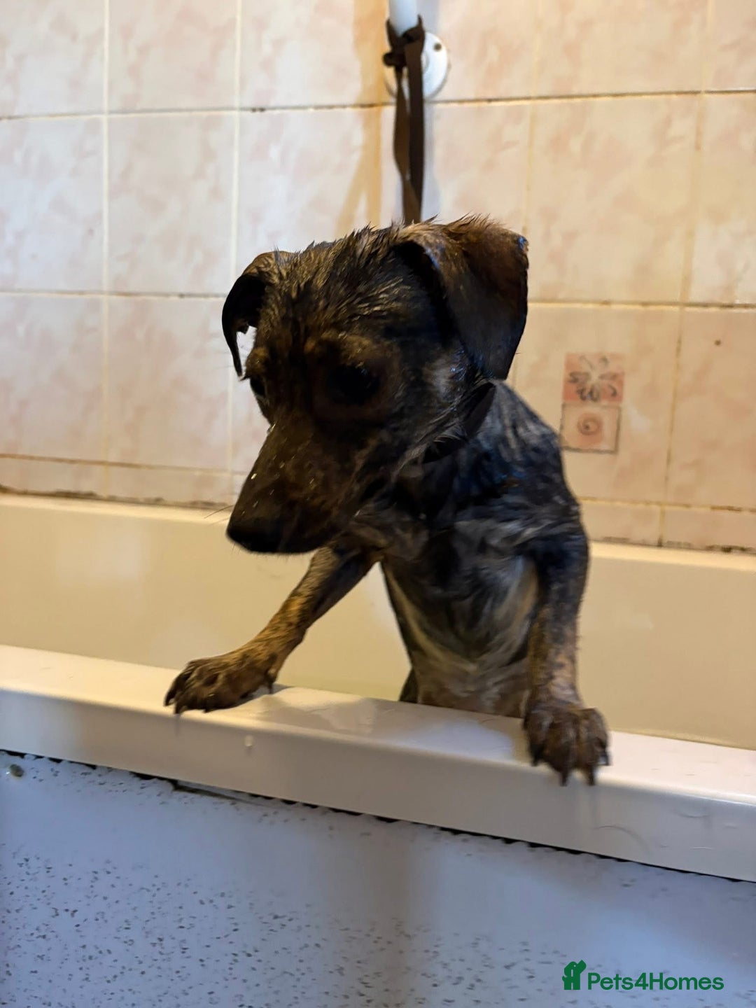 Mixed Breed dogs for adoption: Minnie - Hingham Norfolk  - Advert 7
