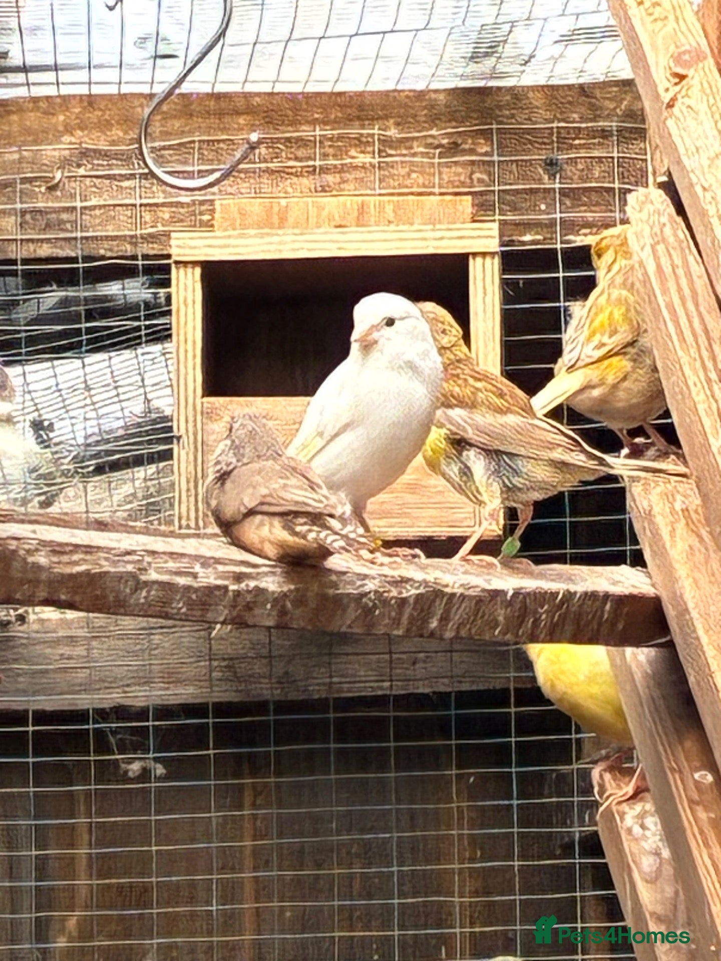 Ringnecks birds Stunning Canaries - Advert 10