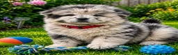 Chow Chow dogs for sale: Beautiful Chow Chow Puppies  in Rotherham - Advert 6