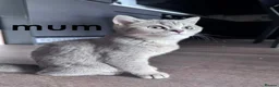 British Shorthair cats for sale: British shorthair kittens - Advert 15