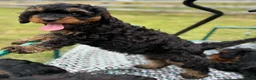 Cavapoo dogs for sale: Black and Tan Cavapoos - Advert 12