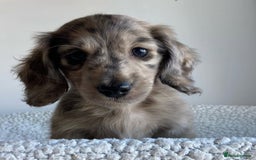 Miniature Dachshund dogs for sale: Miniature Purebred Dachshund Puppies - Image 14