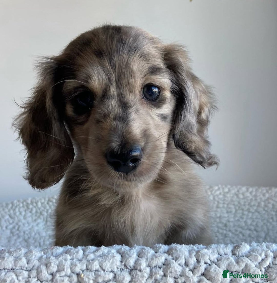 Miniature Dachshund dogs for sale: Miniature Purebred Dachshund Puppies - Image 14