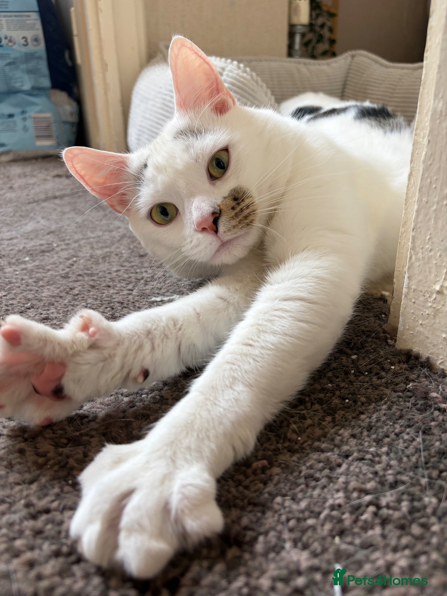 Turkish Angora cats Mando looking for a loving home - Advert 3