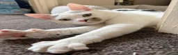 Turkish Angora cats for sale: Mando looking for a loving home - Advert 1