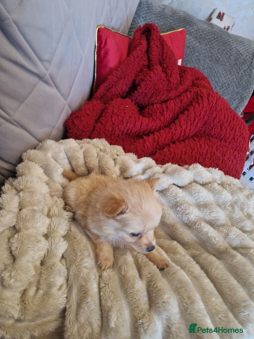 Pomchi dogs for sale: Male pomchi - Image 4