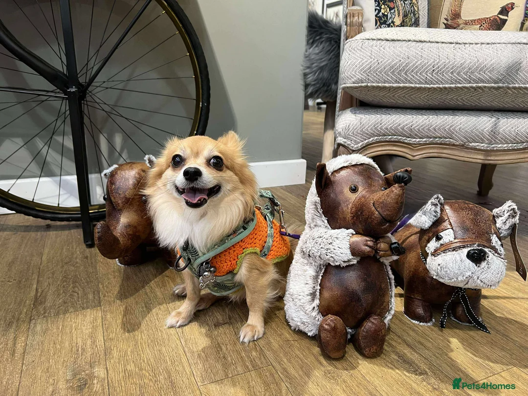 Chihuahua dogs for stud: Long Haired Chihuahua for Stud - Advert 7