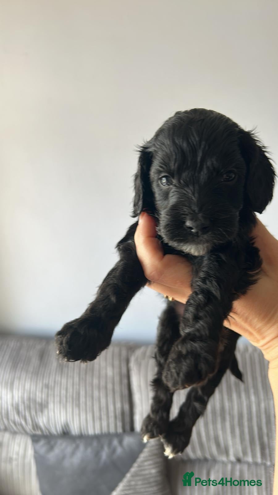 Cockapoo dogs F1 Cockapoo puppies (from health tested parents) - Advert 1