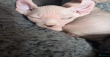 Sphynx cats - Advert 4