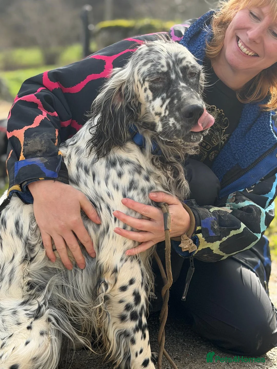 English Setter dogs for adoption: Bruno - Advert 12