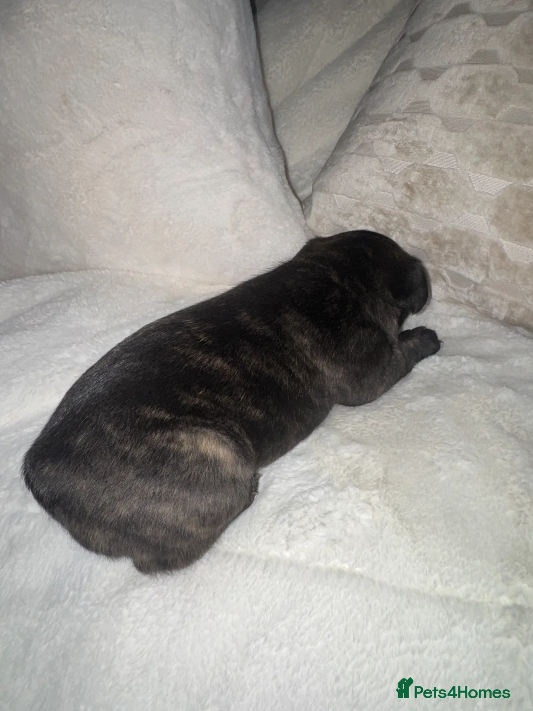 French Bulldog dogs for sale: 3 beautiful frenchie puppy’s - Advert 8