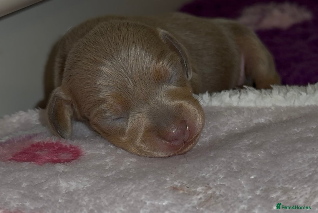 Miniature Dachshund dogs for sale: 🐾🌟KC Reg Miniature Dachshund Puppies🌟🐾 - Advert 12