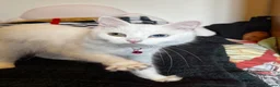 Turkish Angora cats for sale: Turkish angora with 2 different coloured eyes in Birmingham - Advert 4