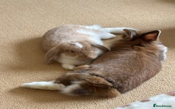 Lionhead rabbits for sale: Bonded pair  - Image 5