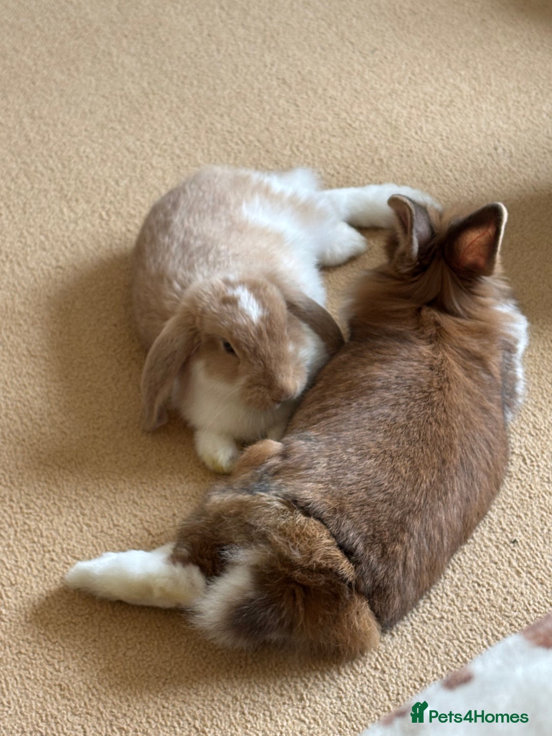 Lionhead rabbits for sale: Bonded pair  - Image 5