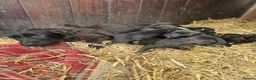 Patterdale Terrier dogs for sale: Patterdale Terriers - Advert 2