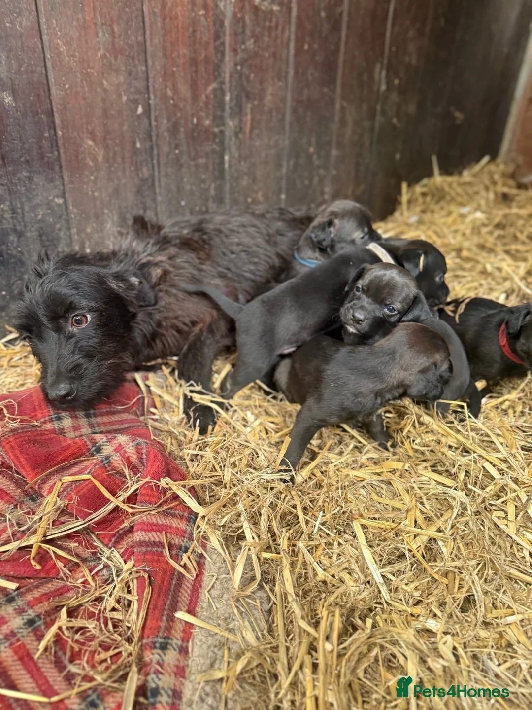 Patterdale Terrier dogs for sale: Patterdale Terriers - Advert 2