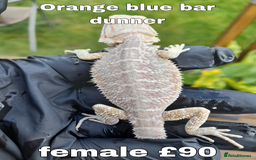 Bearded Dragon reptiles for sale: Two beautiful bearded dragons available  - Image 2