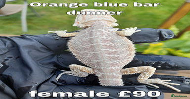 Bearded Dragon reptiles - Advert 6