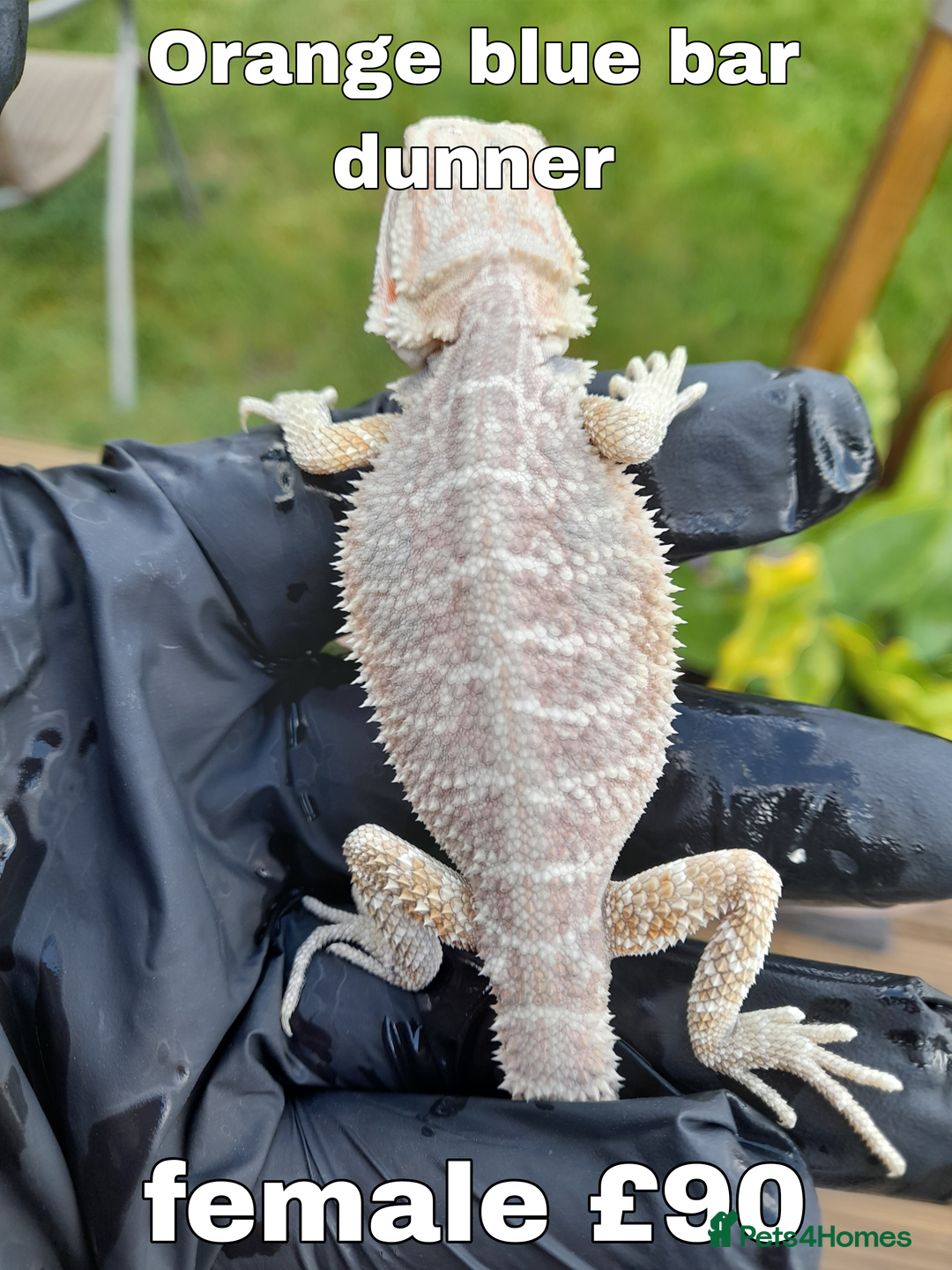 Bearded Dragon reptiles for sale: Two beautiful bearded dragons available  - Image 2