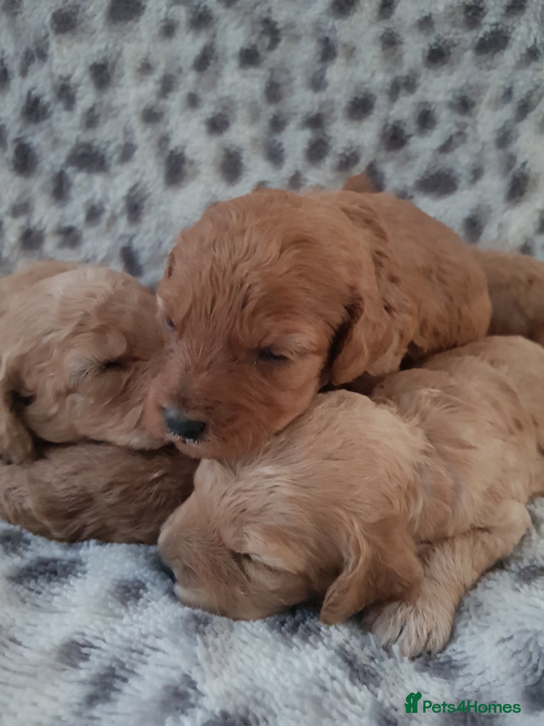 Cavapoo dogs for sale: 🧡 FABULOUS F1B CAVAPOO PUPPIES 🧡 - Image 3