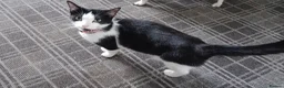 Mixed Breed cats for sale: Female black and white kitten - Advert 1