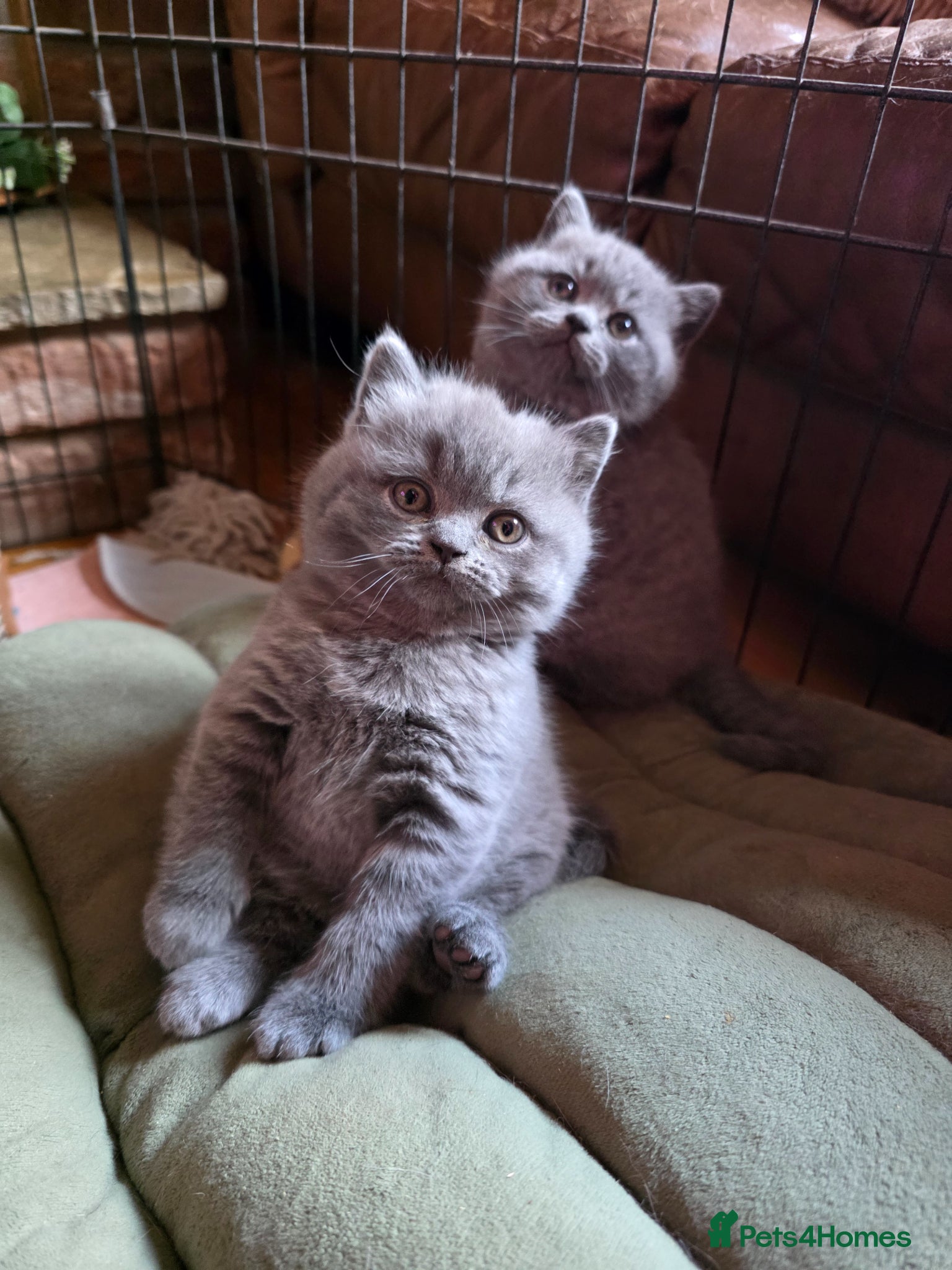 British Shorthair cats BRITISH SHORTHAIR GCCF REGISTERED KITTENS - Advert 9