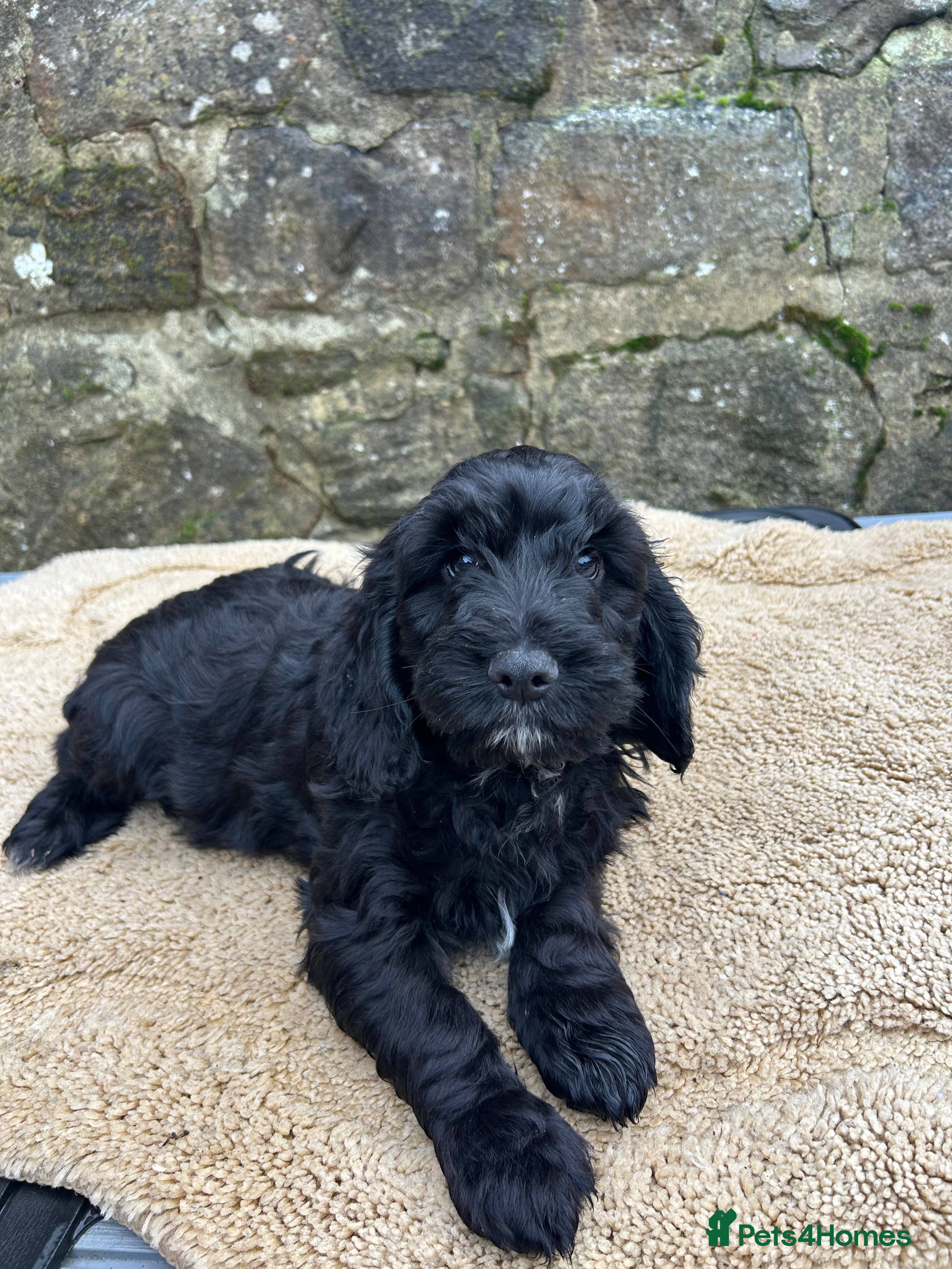 Cockapoo dogs BEAUTIFULL F1 COCKAPOO PUPPYS - Advert 10