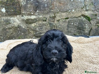 Cockapoo dogs BEAUTIFULL F1 COCKAPOO PUPPYS - Advert 3