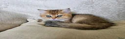 British Shorthair cats for sale: Stunning Golden British Shorthair Male Kitten - Advert 1