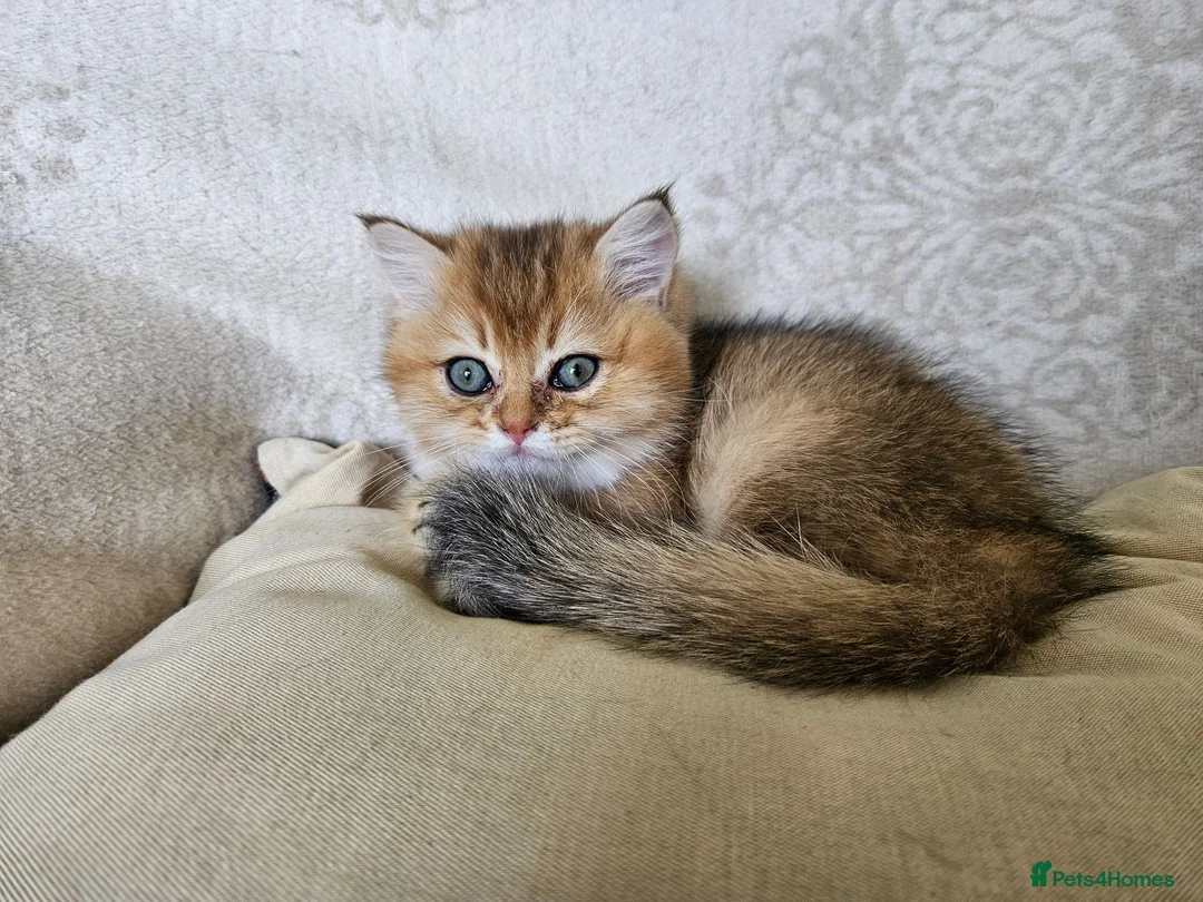 British Shorthair cats for sale: Stunning Golden British Shorthair Male Kitten - Advert 1