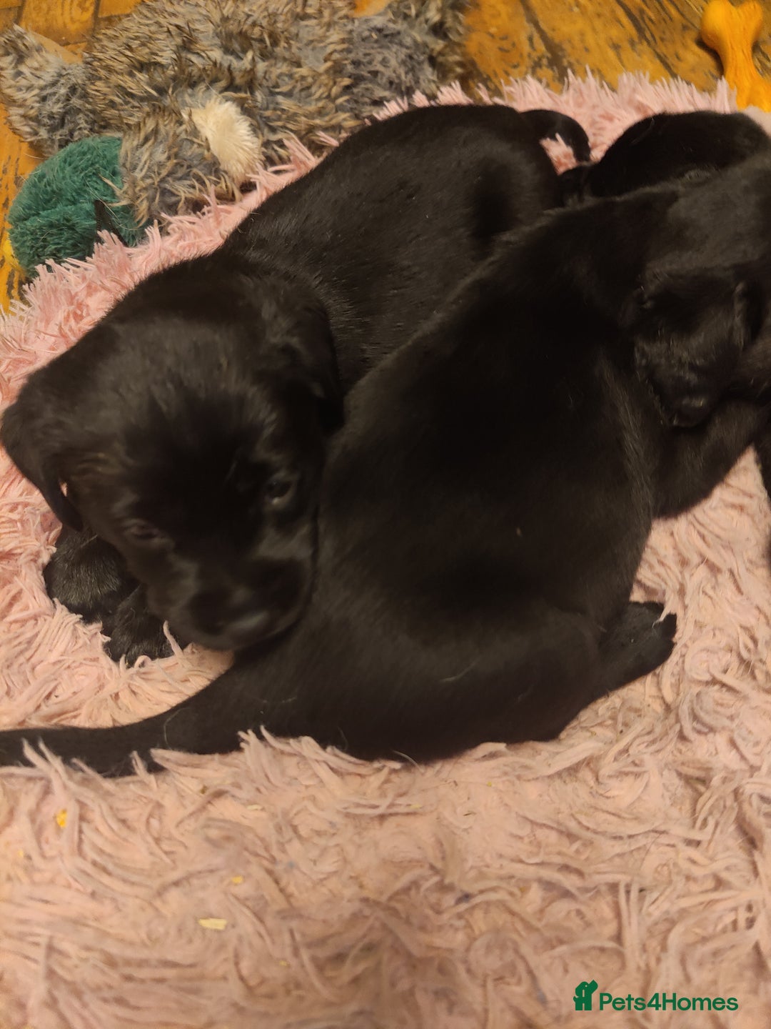Labrador Retriever dogs for sale: Beautiful pedigree black Labrador pup's  - Image 11