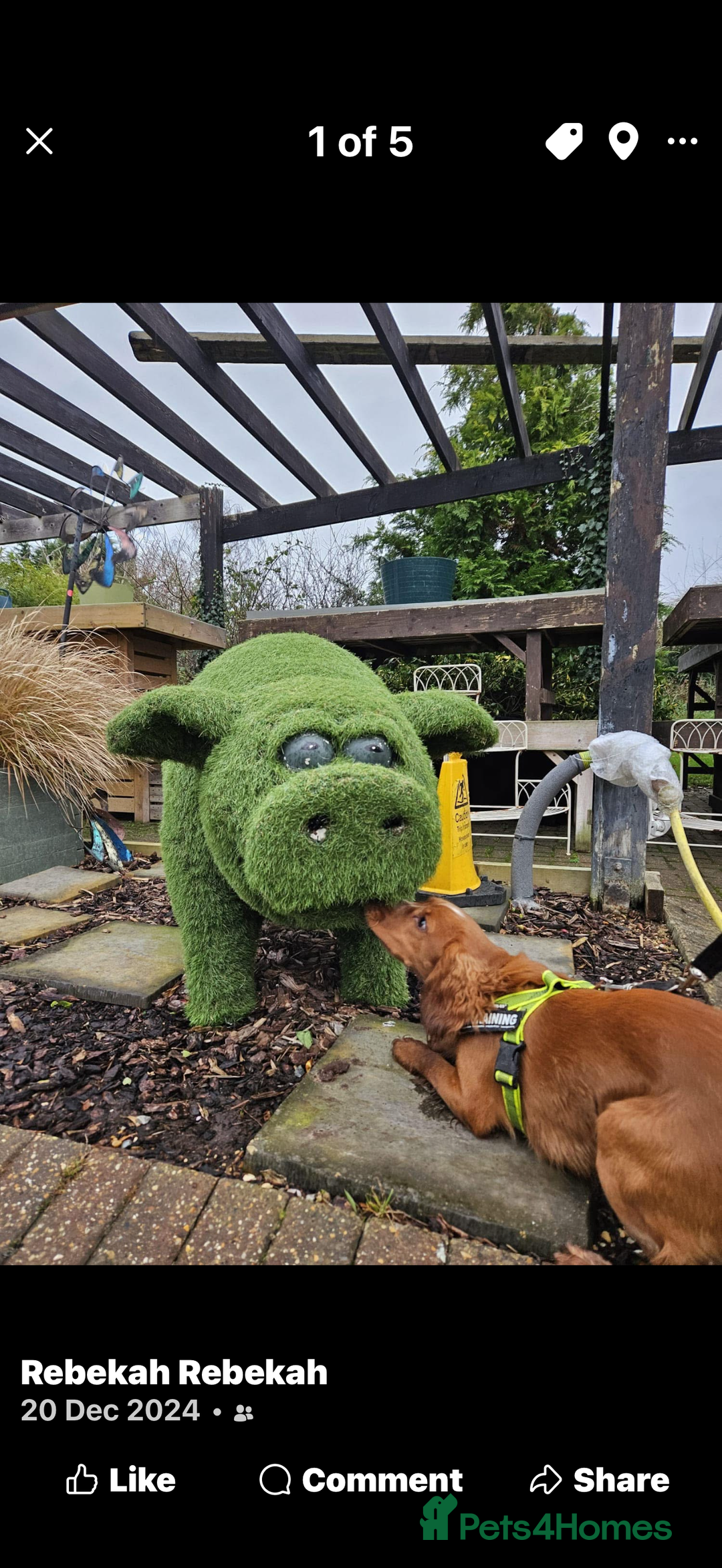 Cocker Spaniel dogs for stud: Proven health tested stud dog - Advert 5