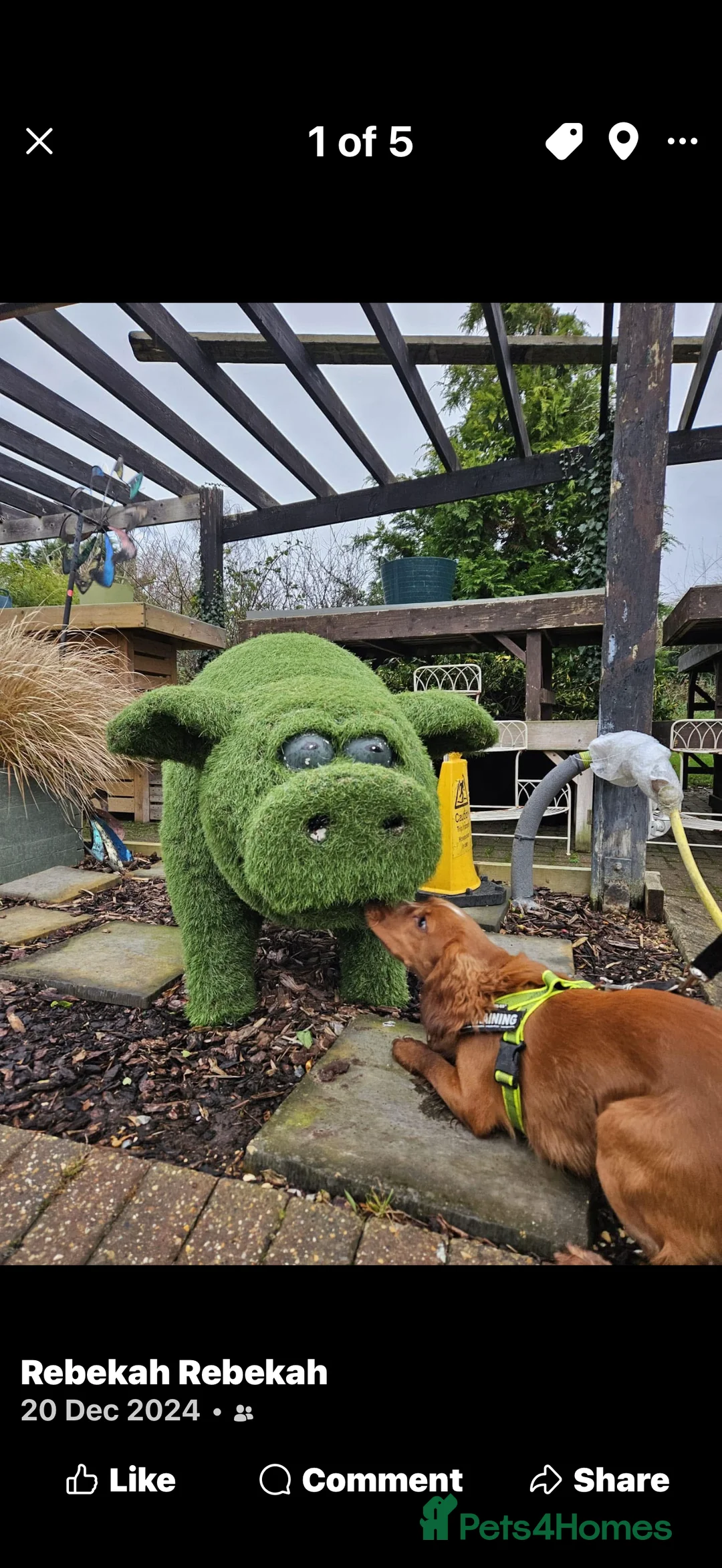 Cocker Spaniel dogs for stud: Proven health tested stud dog - Advert 5