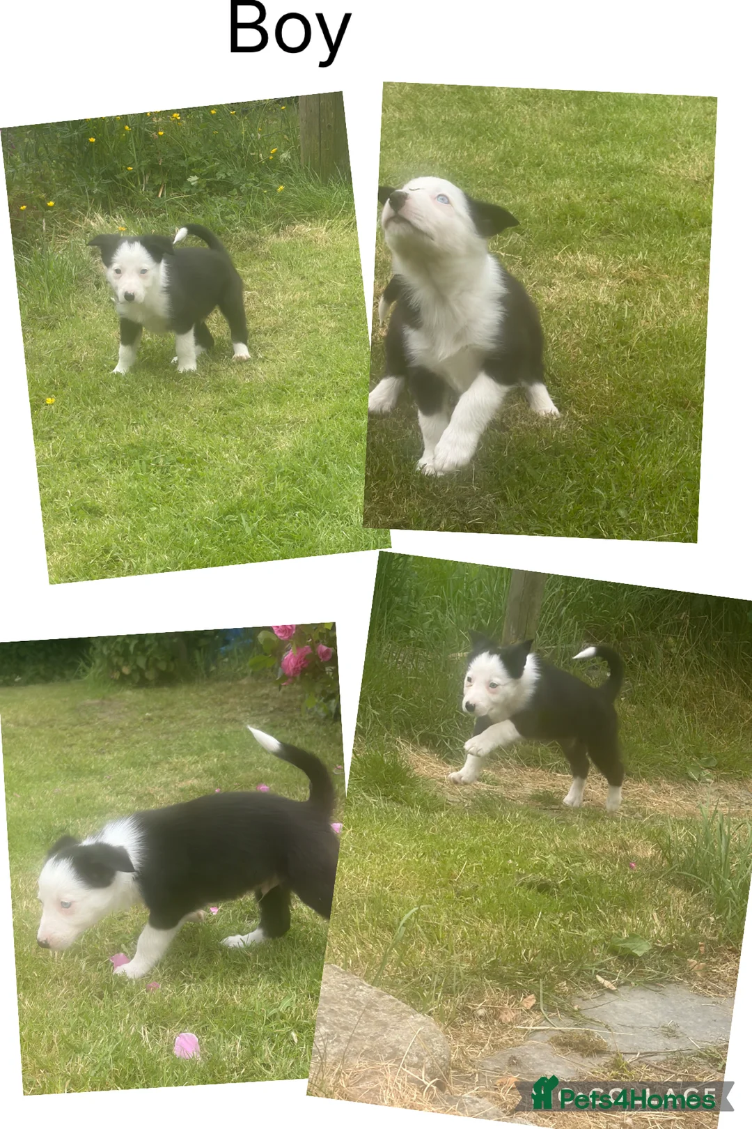 Border Collie dogs for sale: ⭐️BORDER COLLIE PUPS⭐️ READY TO GO - Advert 2