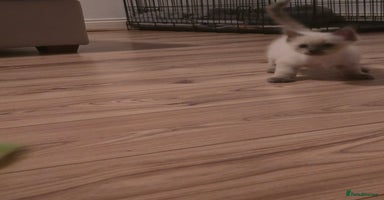 Ragdoll cats - Advert 16